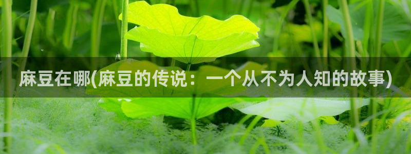 麻豆麻豆：麻豆在哪(麻豆的传说：一个从不为人知的故事)